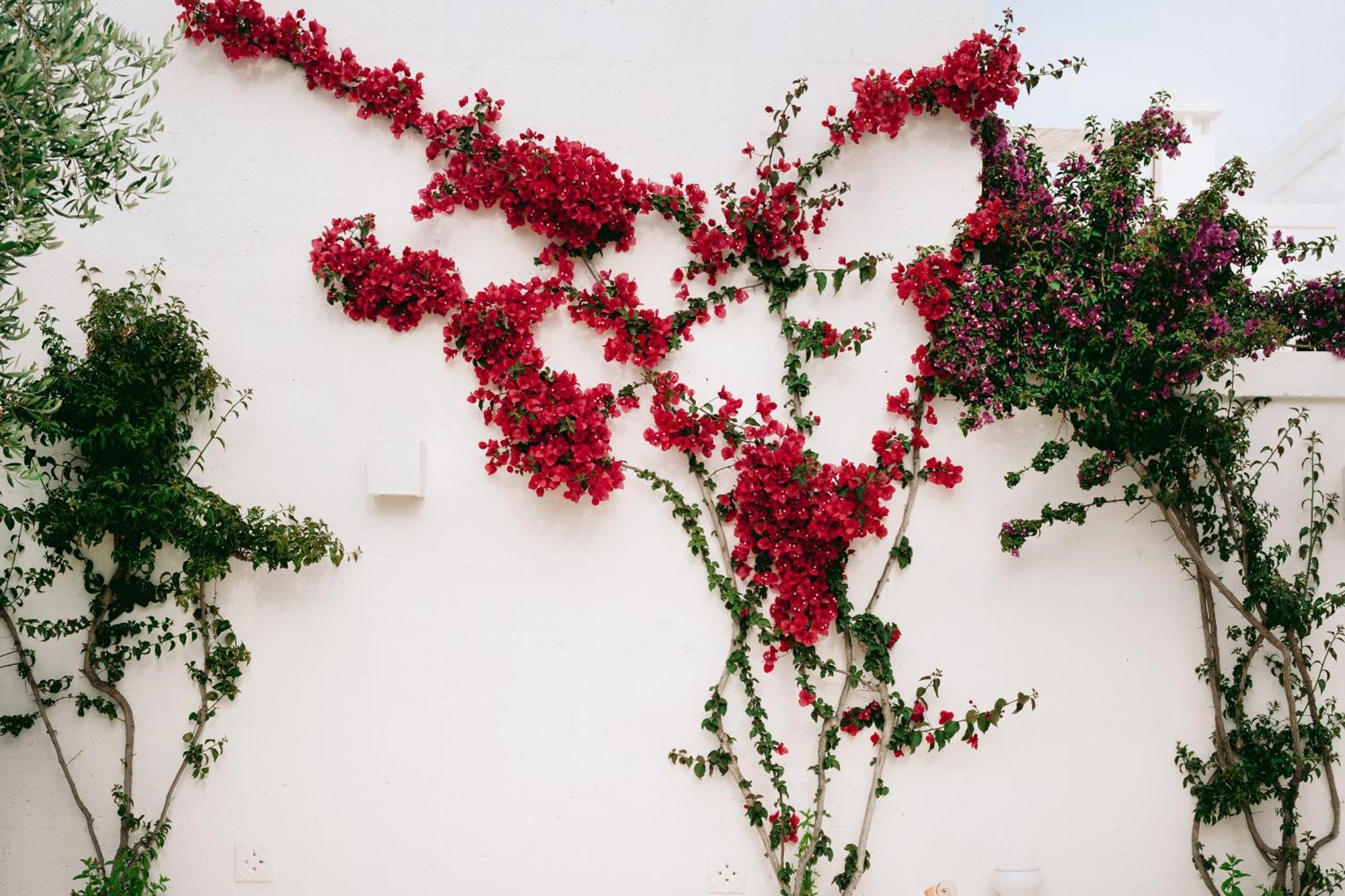 Oltre Gli Ulivi Bed & Breakfast Ostuni Bagian luar foto